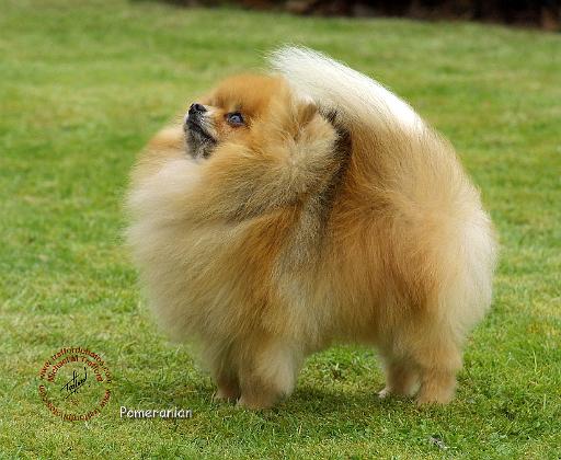Pomeranian 9T072D-014.JPG